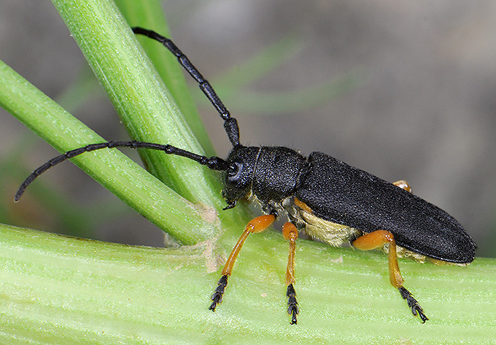 Phytoecia affinis boeberi