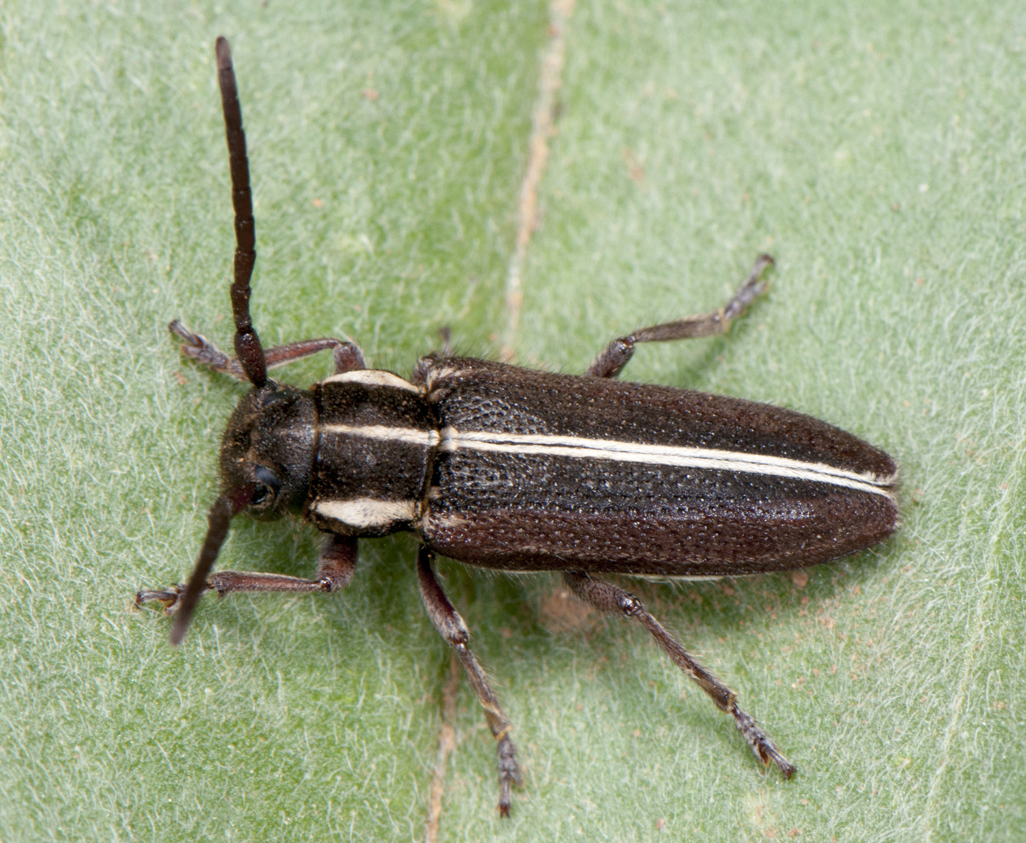 Phytoecia compacta compacta