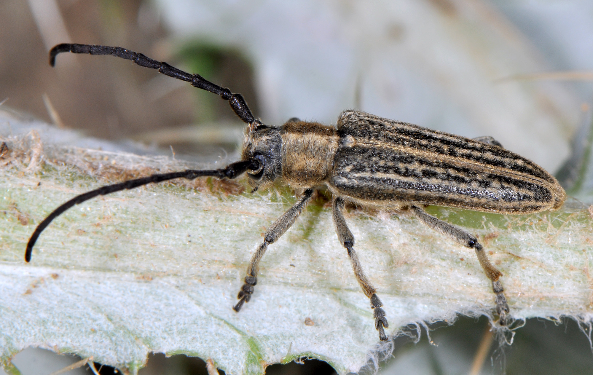 Pteromallosia albolineata