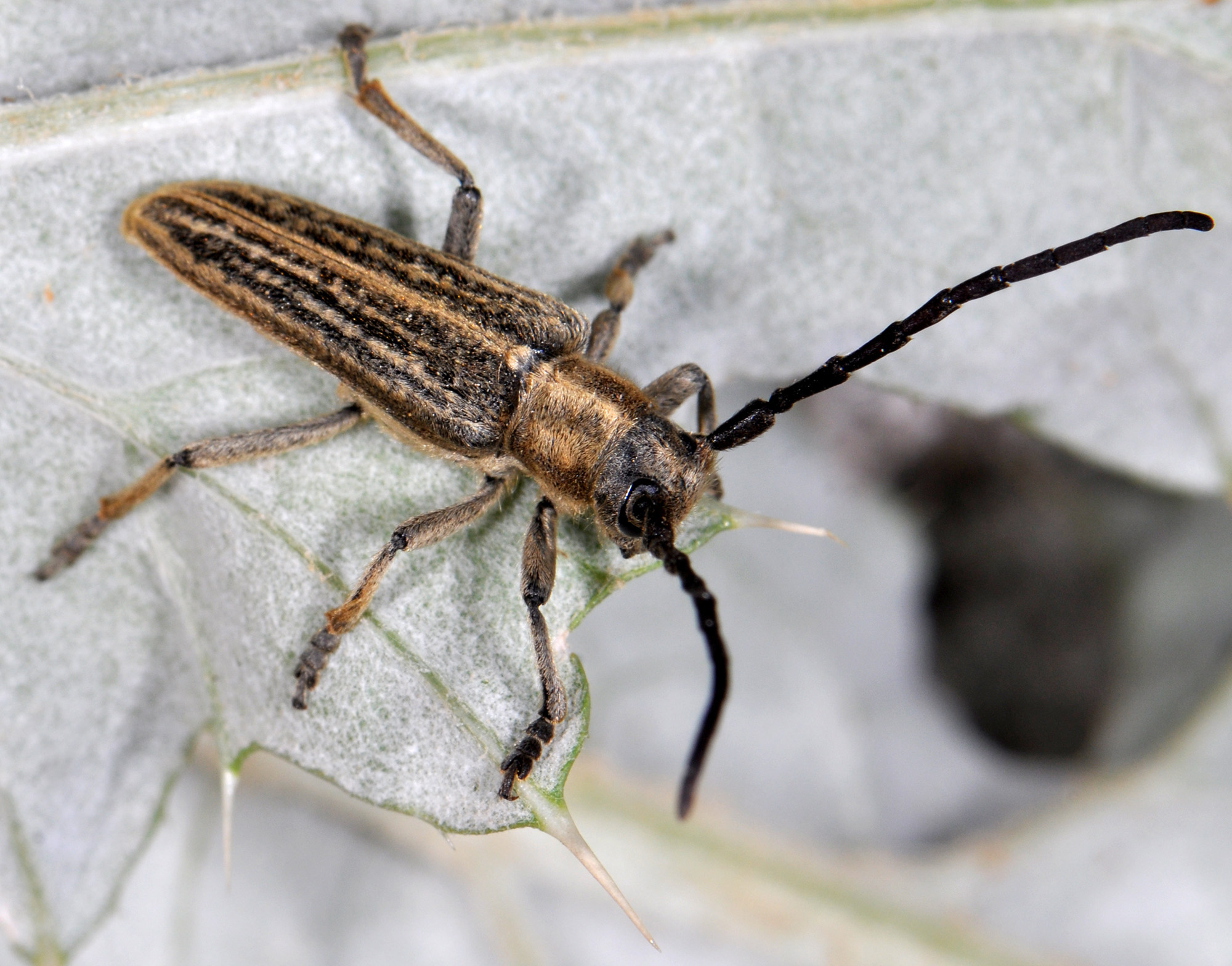 Pteromallosia albolineata