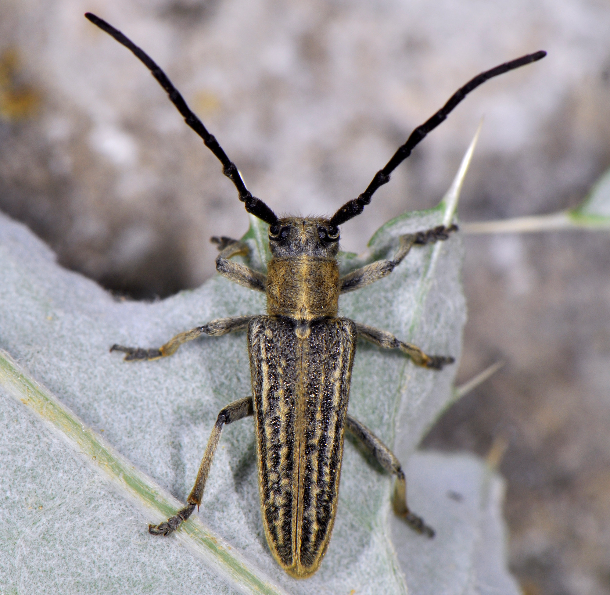 Pteromallosia albolineata