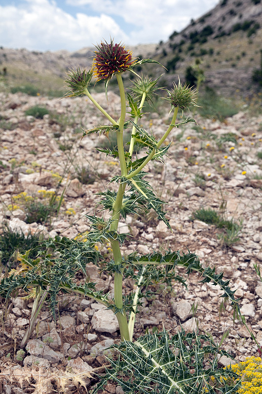 Gundelia tournefortii