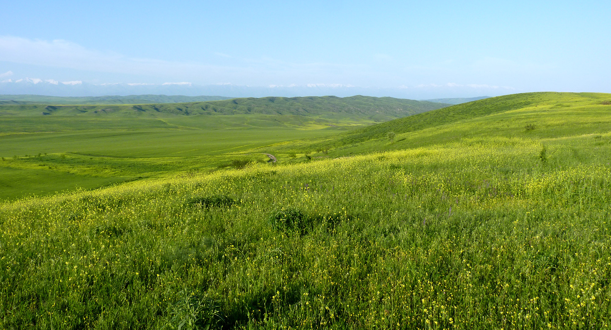 Steppes in Kasristskali environs