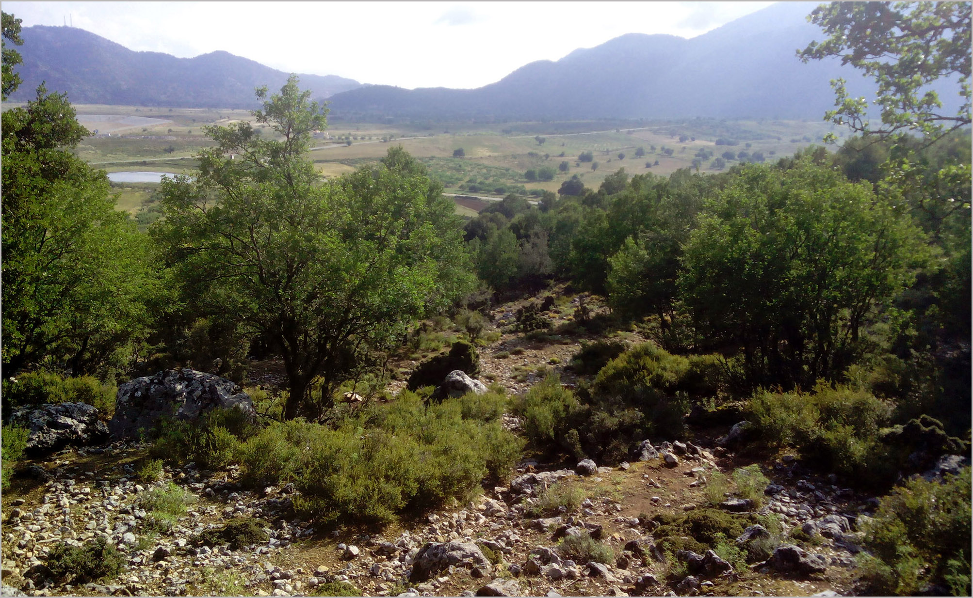 Trichoferus berberidis - locality