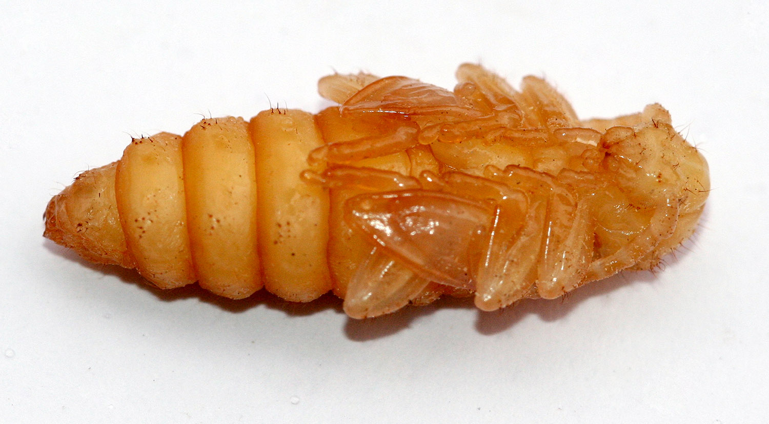 Saphanus piceus bartolonii - pupa