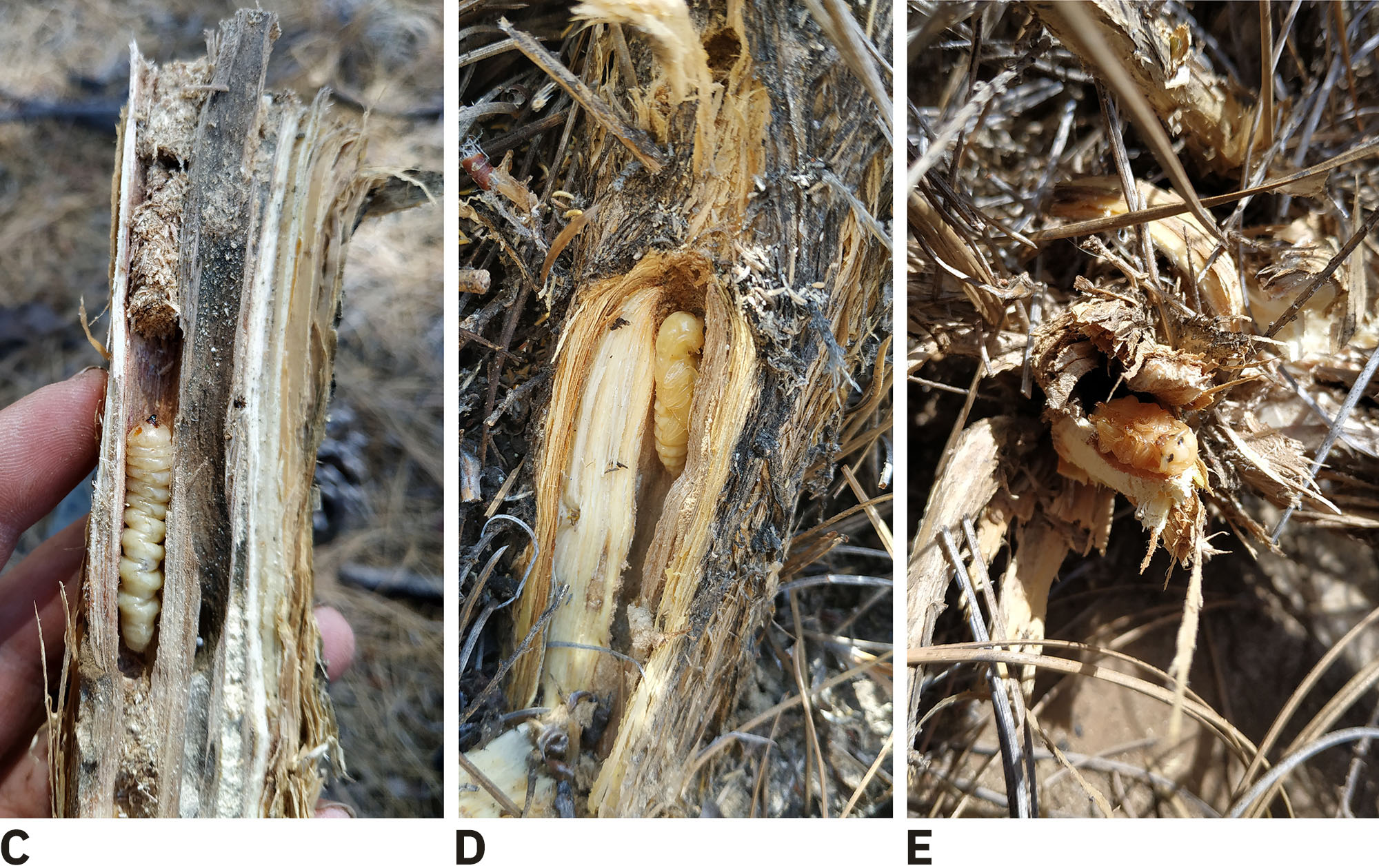 Hesperoferus roridus - developmental stages