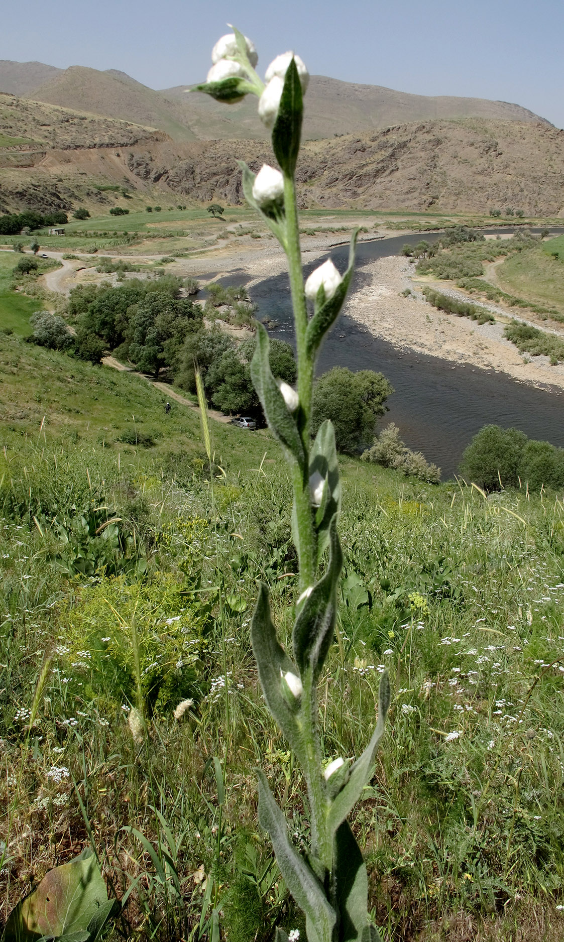 Phytoecia imperialis - biotope