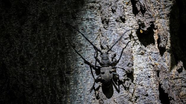 Přírodovědeckou botanickou na 11 dní obsadili bezobratlí 