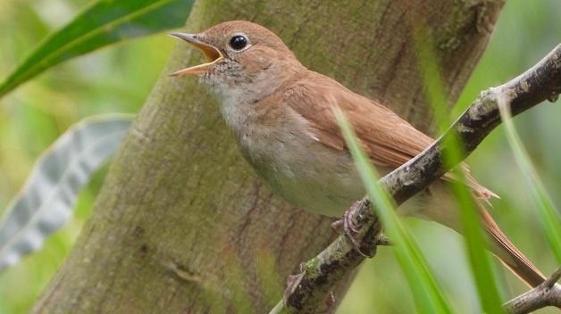 Nature Communications přinesl odhalení ptačího chromozomu