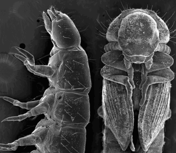 Met and BR-C controls metamorphosis of larva (left) to pupa in Tribolium castaneum.