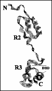 The HlMyb1 structure in the R2R3 domain of the protein