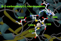 BHMT and inhibitor