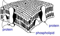 Cell membrane