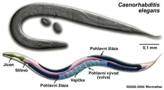 Caenorhabditis elegans