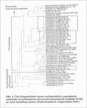 Část fylogenetického stromu oscillatoriálních cyanobakterií založeného na molekulárním sekvenování (Komárka & Anagnostidise 2005)