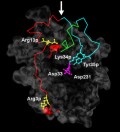 Human cathepsins in cancer