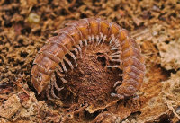 Polydesmus complanatus