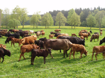 Accumulation of animals in pasture sites