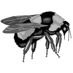 bumble bee