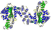 Thymidine phosphorylase