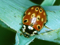 Anatis ocellata