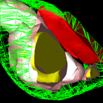 snímky z elektronového mikroskopu a 3D rekonstrukce chloroplastů