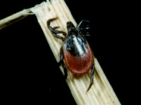 Ixodes ricinus