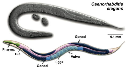 Caenorhabditis elegans