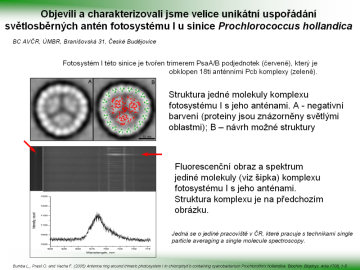 Objevili a charakterizovali jsme velice unikátní uspořádání světlosběrných antén fotosystému I u sinice Prochlorococcus hollandica