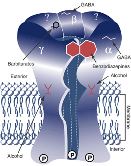 GABA receptor