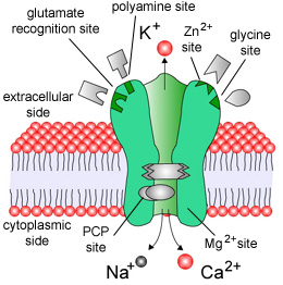 NMDA receptor