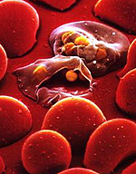 Acyclic nucleoside phosphonates with antimalarial activity