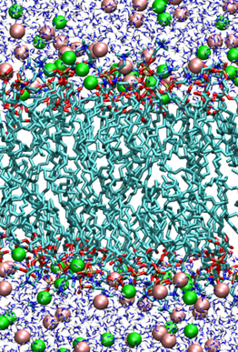 Binding of ions to proteins, polypeptides, and amino acids