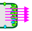 Effect of NPA on auxin transport