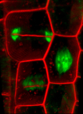 Dělení buněk v kořeni huseníčku rolního (Arabidopsis thaliana). Snímek z tzv. konfokálního mikroskopu, autor Lukáš Synek.