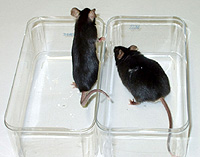 C57 lean and MSG obese mice