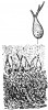Znázornění „gangliových tělísek“  tak, jak je na jednom ze svých nákresů (na podkladě vlastní litografie) předvedl odborné veřejnosti J. E. Purkyně r. 1837 v Praze. Jde o první vyobrazení  těchto velkých kapkovitých neuronů  a také vrstev mozečkové kůry