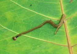 Ploštěnka skleníková (Bipalium kewense) původem z jihovýchodní Asie byla paradoxně popsána až po svém zavlečení do britské královské zahrady Kew Gardens, odkud pochází i tato fotografie. Foto L. Juřičková / © L. Juřičková