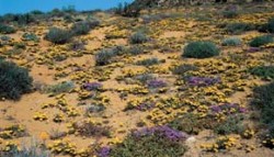 Ve vegetaci sukulentního karoo převažují drobné keříky s dužnatými listy patřící do čeledí kosmatcovitých (Aizoaceae) a tlusticovitých (Crassulaceae). Po zimních deštích vykvétá na volných plochách množství jednoletých hvězdnicovitých (Asteraceae). Foto J. Suda / © J. Suda