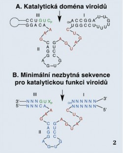 Ribozym se strukturou zvanou hammerhead. A: Schematická struktura viroidu s vyznačenou sekvencí středové konzervativní katalytické domény „hammerhead“. Zbylé viroidové sekvence jsou naznačeny plnou černou čarou (levá smyčka); B: Minimální sekvence potřebné pro katalytickou funkci; I, II, III: ramena komplementárních sekvencí; N: jakékoli komplementární nukleotidy mezi substrátem a ribozymem. Červené báze jsou nezbytné pro katalytické účinky ribozymu. Šipka označuje místo štěpení (vždy za nukleotidy GUX, kde X = C nebo T). Upraveno podle V. Walbot a G. Bruening (Nature 1988)