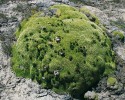 Polštář rostliny Thylacospermum caespitosum (hvozdíkovité – Caryophyllaceae). Na povrchu druh Waldheimia tridactylites (hvězdnicovité – Asteraceae).  Foto M. Dvorský