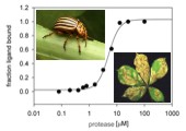 Proteolýza při interakci rostlin a hmyzu