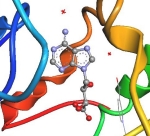 Toxoplasma gondii