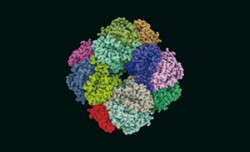 Stereochemická podoba molekuly karboxylačního enzymu ribulóza-1,5-bisfosfát karboxylázy/oxygenázy (Rubisco) z chloroplastů špenátu (Spinacia oleracea). Rubisco je oligomerní enzym, který se skládá z 8 velkých a 8 malých polypeptidových řetězců (odlišených barevně), které dohromady tvoří 8 aktivních center. Orig. V. Martínek (katedra biochemie a katedra učitelství a didaktiky chemie Přírodovědecké fakulty UK v Praze) / © Orig. V. Martínek