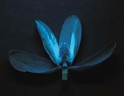 Květ magnolie Magnolia obovata x M. tripetala v UV světle (366 nm). Naježené blizny jasně fluoreskují a vytvářejí tzv. UV vzory, které lákají opylovače, v případě magnolií drobné brouky. Foto J. Chrtek aj. Jakl / © J. Chrtek, J. Jakl