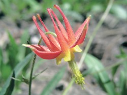 Orlíček Aquilegia formosa var. truncata roste v Yosemitském NP v nadmořské výšce 2 100 m. Sierra Nevada, Kalifornie. Foto P. Hanzelka / © P. Hanzelka