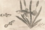 Pravděpodobně první kresba  prokazatelně druhu živorodka duhová. Uveřejněno v Blätter r. 1909 jako Girardinus guppyi