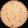 Petriho miska s půdními bakteriemi, aktinomycetami a mikroskopickými  houbami. Foto V. Krištůfek