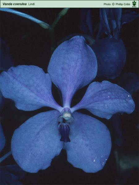 Vanda_coerulea.jpg