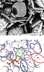 Mycobacterium tuberculosis